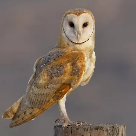 Ferienhaus Meagill Farmhouse-hot Tub Country Fewston