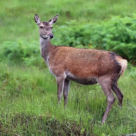 Ferienhaus Meagill Farmhouse-hot Tub Country *