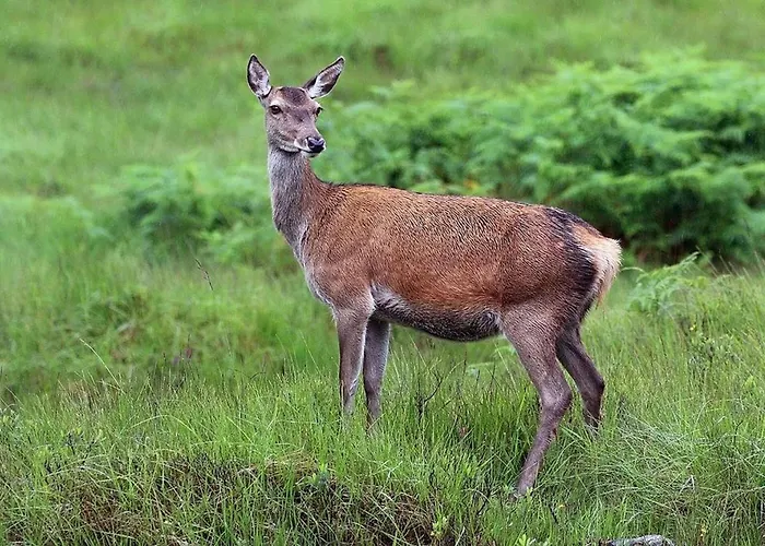 Semesterbostad Meagill Farmhouse-hot Tub Country *